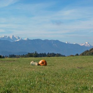 Blick auf die Karawanken von St.Martin am Techelsberg