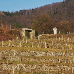 Arbeit im Weinberg