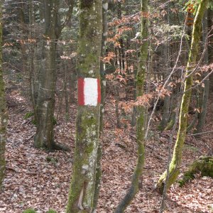 fremder wald