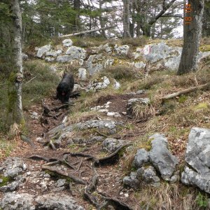 falkensteinweg