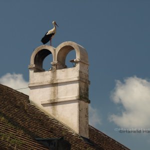 Rauchfang mit Storch