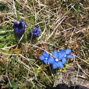 Frühlingsenzian - Schuasternagerl