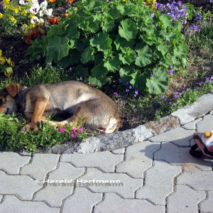 Hund müsste man sein ...