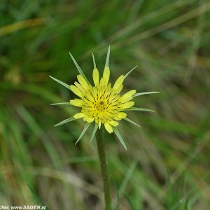 Groß-Bocksbart am Sonnenberg, Naturns