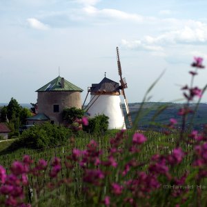 Windmühle und Johanniskraut