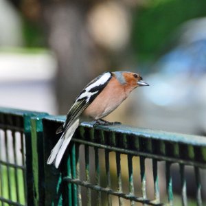 Rotkehlchen in der Stadt Klagenfurt