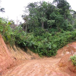 Arbeit im Regenwald Panamas