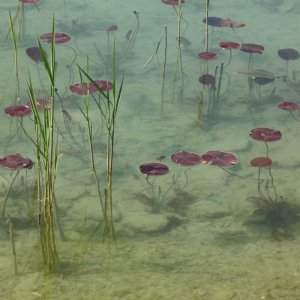 Seerosen im Wörthersee