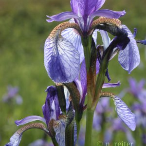 iris