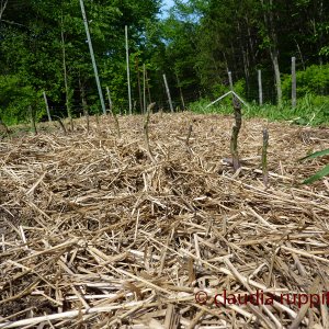 Organic Farming in Ontario