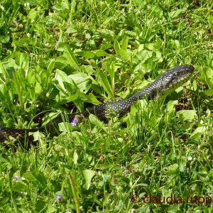 Black Rat Snake, Ontario, Canada