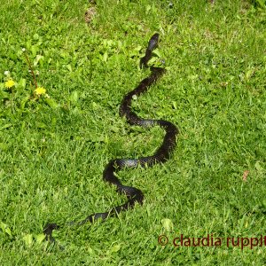 Black Rat Snake, Ontario, Canada