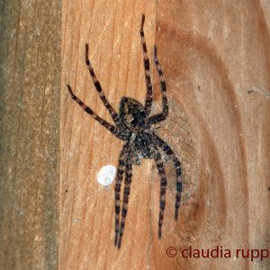 Hausspinne, Ontario, Canada