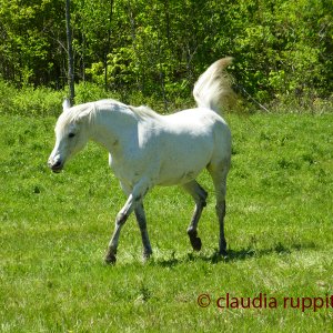 Pferd, Ontario, Canada