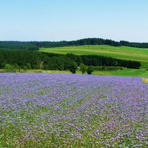 Bienenweide