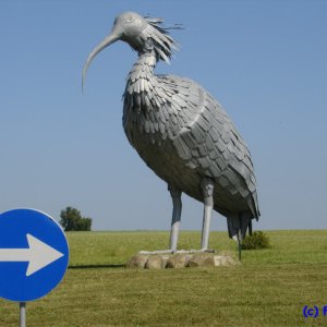 Waldrapp - Kreisverkehr