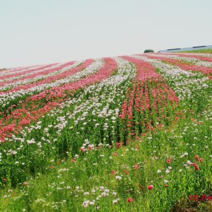 Waldviertel in Rot-Weiß-Rot