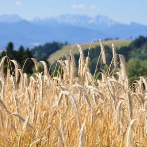 Sommer auf der Saualpe