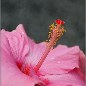 Hibiscus II