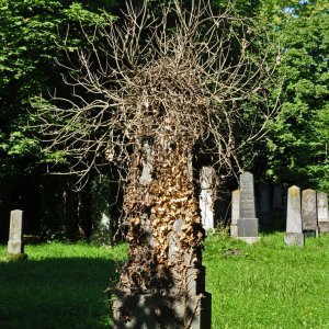 'Neuer' Jüdischer Friedhof in St.Pölten