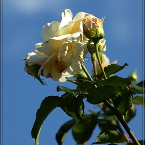 White Rose Against the Sky