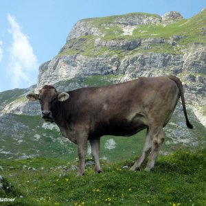 Kuh auf Alm