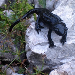 Alpensalamander