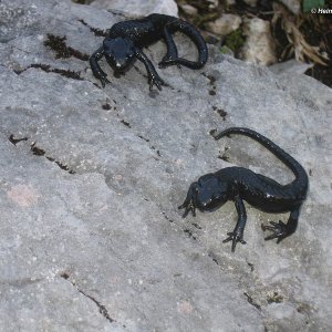 Zwei Alpensalamander