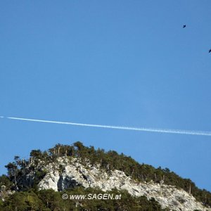 Vögel über der Martinswand