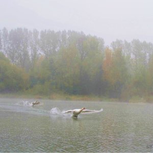 Schwäne im Nebel