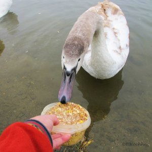 Hhmmm! Müsli!