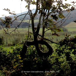 Bäume im Herbst - Herbstlaub