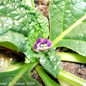 Blüte der Mandragora turcomania