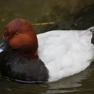 alpenzoo innsbruck