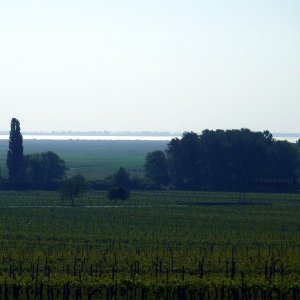 Morgenstimmung am Neusiedlersee