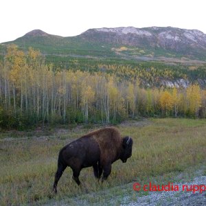 Bison, Yukon Territory, Canada