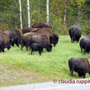 Bisonherde, Yukon Territory, Canada