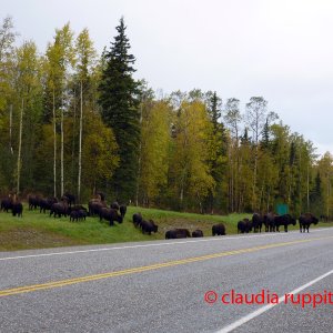 Bisonherde, Yukon Territory, Canada