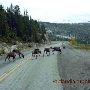 Caribouherde, British Columbia, Canada