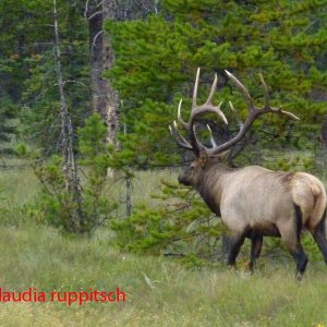 Elch im Jasper Nationalpark, Alberta, Canada