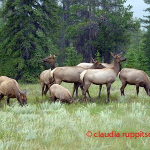 Elche im Jasper Nationalpark, Alberta, Canada