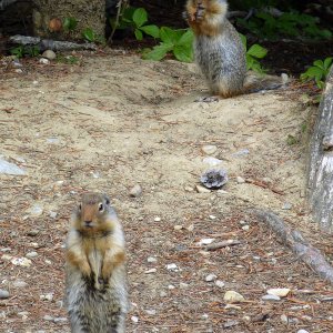 Erdhörnchen im Yoho Nationalpark, British Columbia, Canada