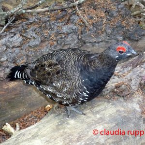 Auerhuhn, Banff Nationalpark, Alberta, Canada