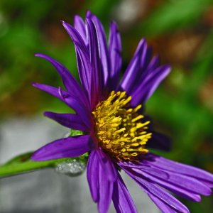 Alpengarten auf dem Dobratsch (Villach)