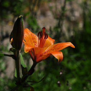 Alpengarten auf dem Dobratsch (Villach)