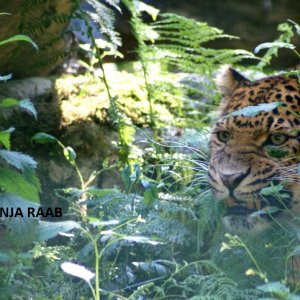 Leopardenweibchen im Tierpark Haag