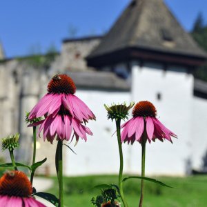 Kartause Žice (Slowenien)