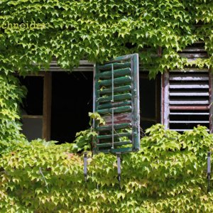 Fenster zum Wein