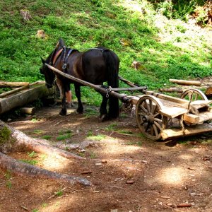 Burgbau-Transportmittel -  Friesach/Kärnten