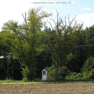 Bildstock bei Hargelsberg